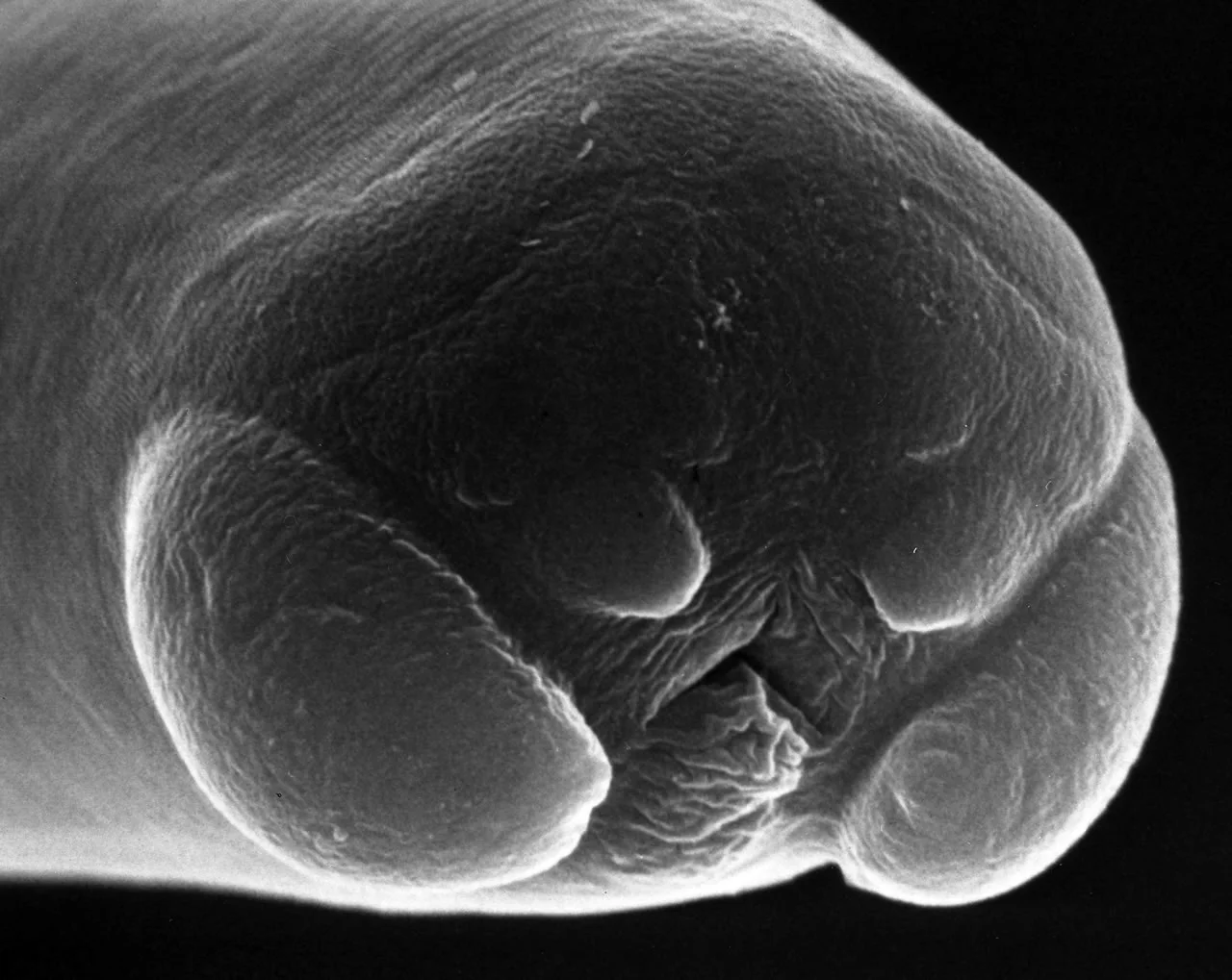 L2 17 hr SEM