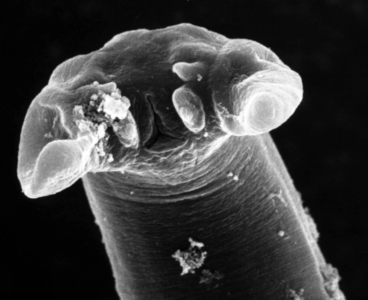 Adult Male SEM
