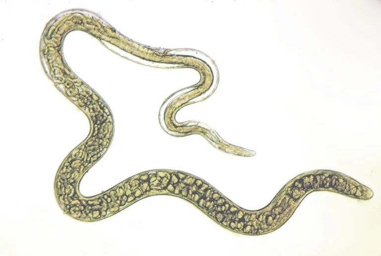 Adult Female