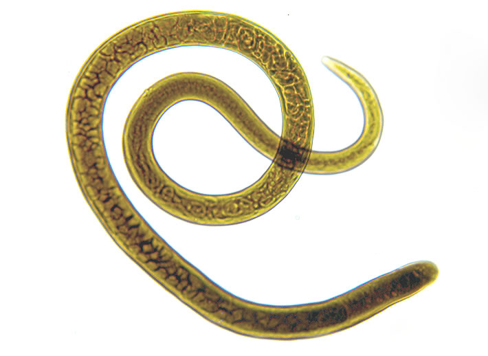 Adult Female