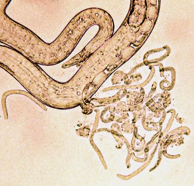 Adult Female with newborn larvae