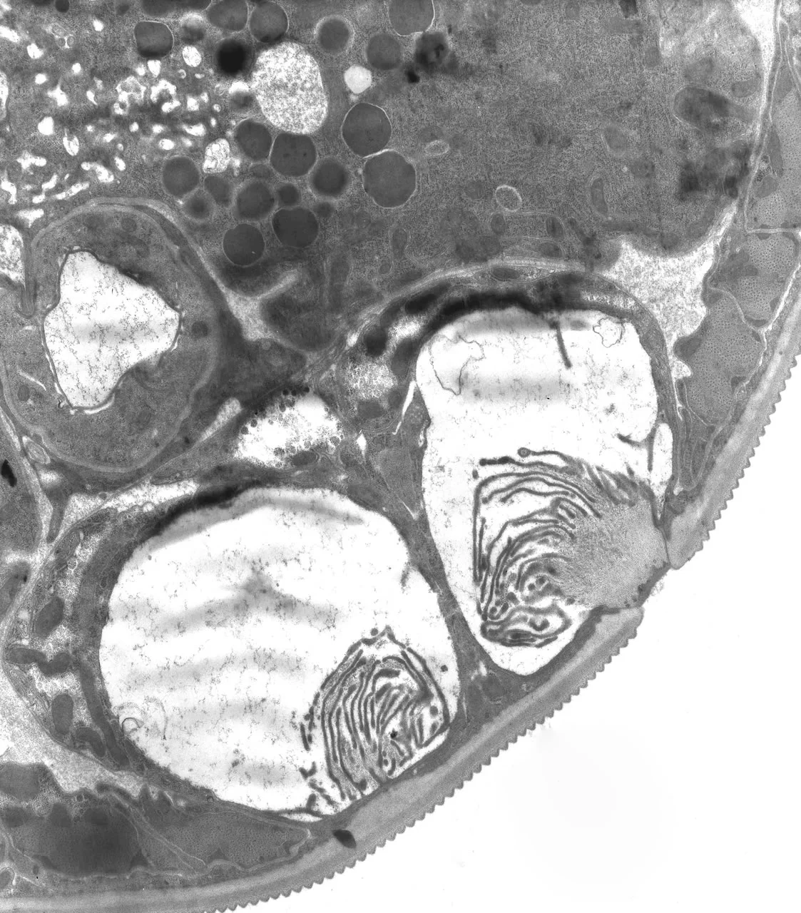 Adult Female pair of hypodermal gland cells TEM