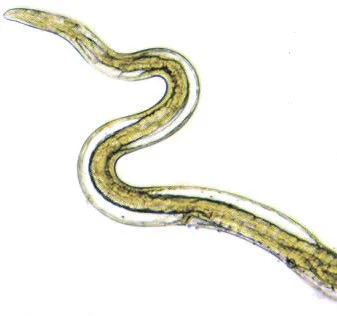 Adult Female stichosome