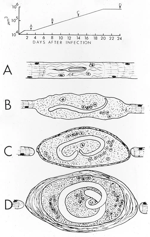 Summary of nurse cell formation. Letters in time course at top correspond to images below.