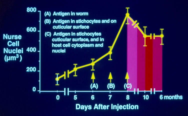 Summary of nurse cell nuclear enlargement.