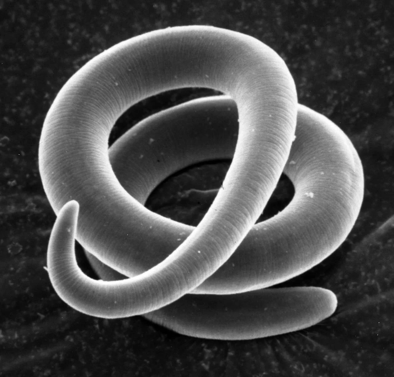 Mature L1. SEM