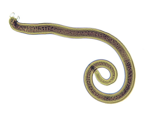 Adult male