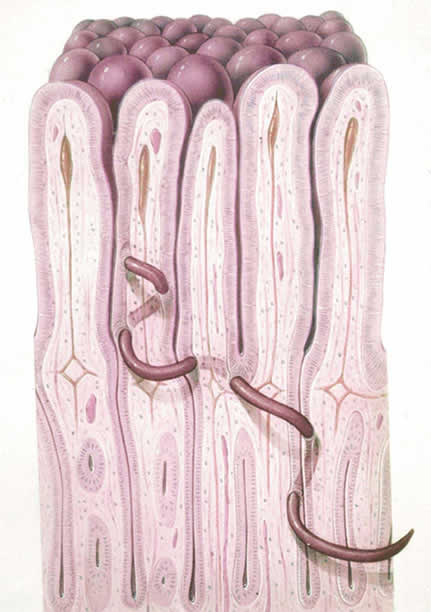 Illustration of the enteral phase adult female. Drawing by John Karapelou.