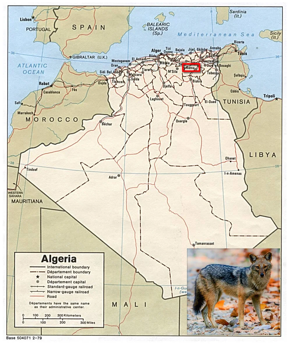 algeria.jpg