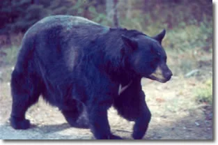 Black bear