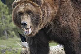 Russian wild bear