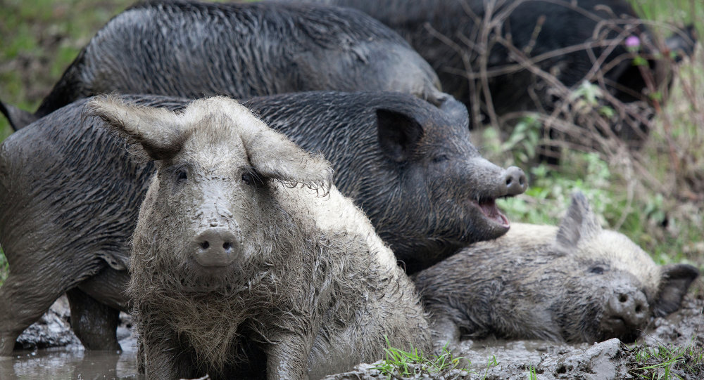 Ukranian domestic pigs
