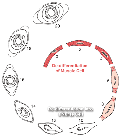 Muscle cell de-differentiation