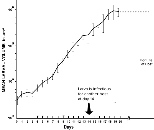 Growth curve of the parenteral phase (L1) of Trichinella spiralis