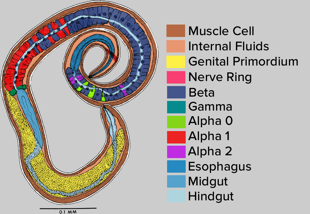 Summary of stichocyte cell types