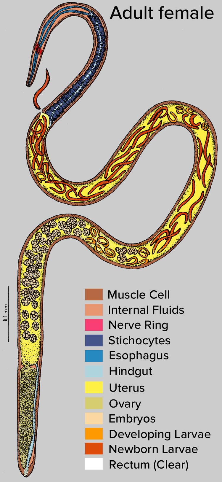 Schematic of female worm anatomy