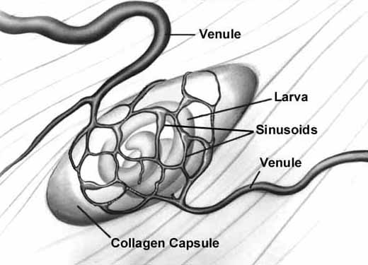 Schematic of nurse cell-parasite complex with intact circulatory rete.