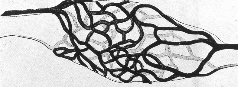 Schematic of circulatory rete surrounding a mature nurse cell. India ink preparation of Pagenstecher, 1865.
