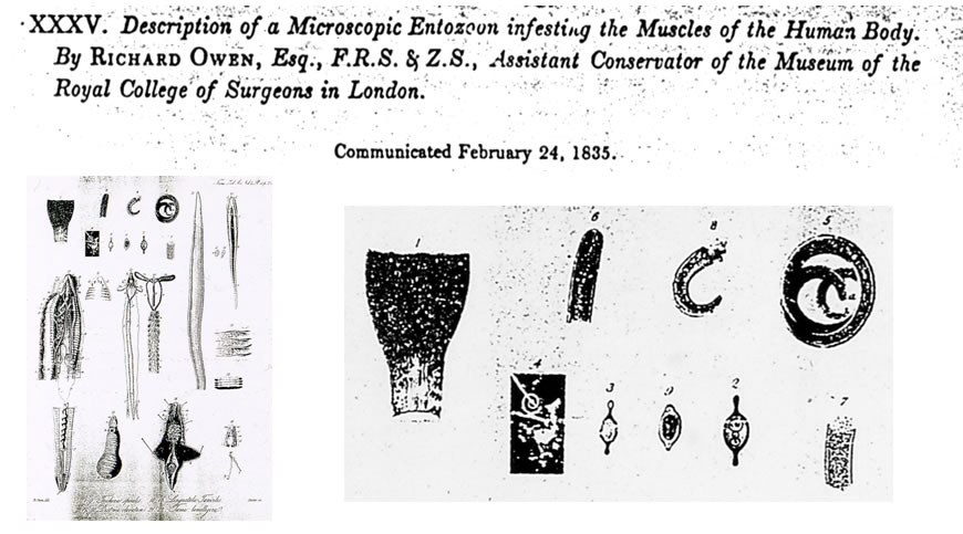 Owen's drawings of what he observed under the microscope.