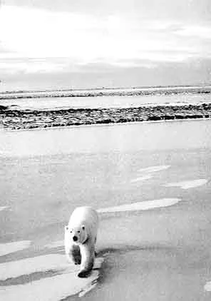 polarbear.jpg