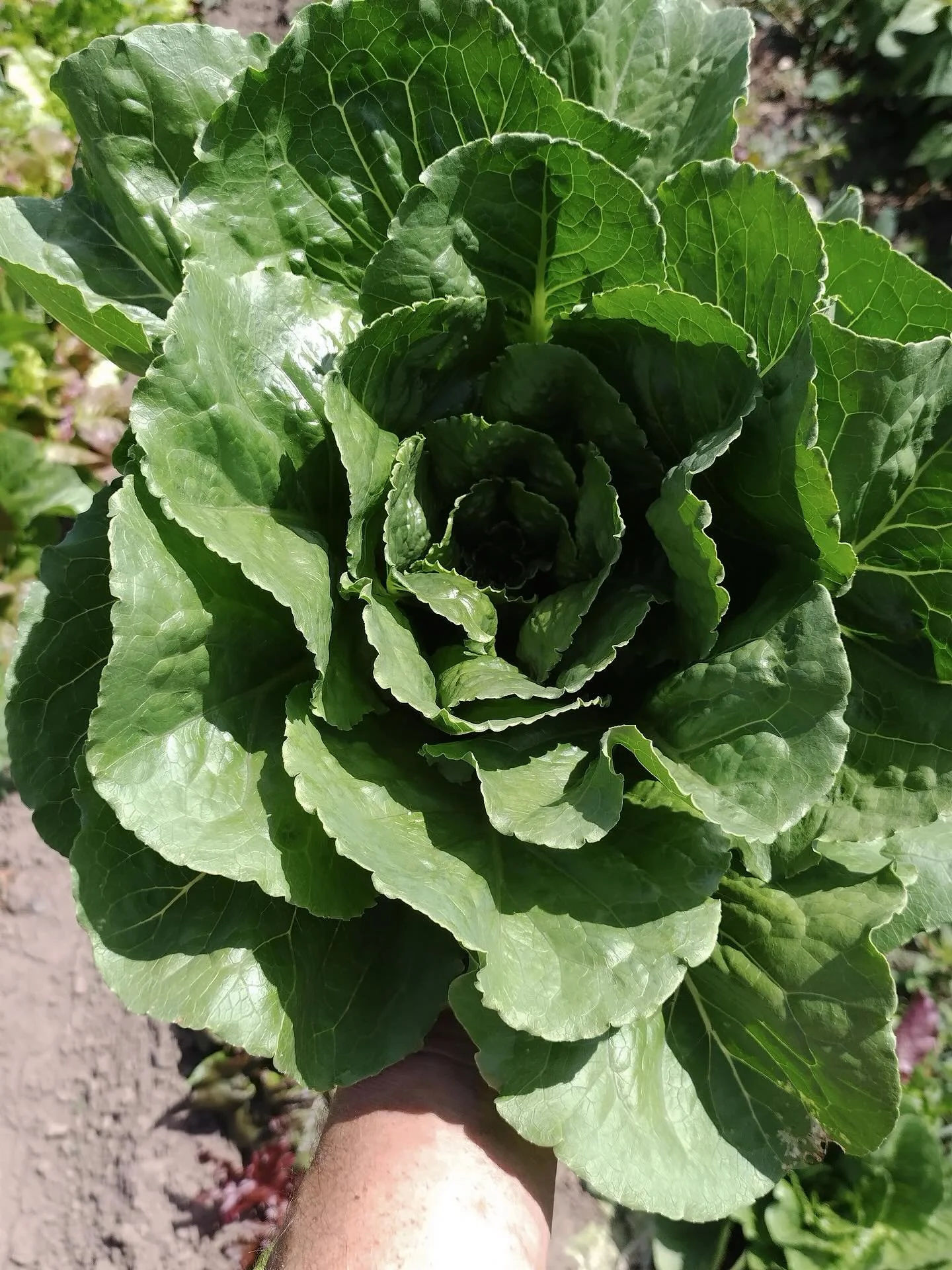 Did you know we carry fresh produce in our Marketplace? We have some fresh lettuce, tomatoes, blackberries, kale, onions and more!