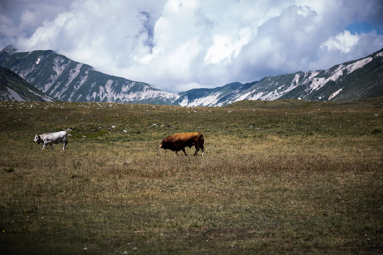 Bull-in-Campo-Imperatore-Gran-Sasso-Abruzzo.jpg