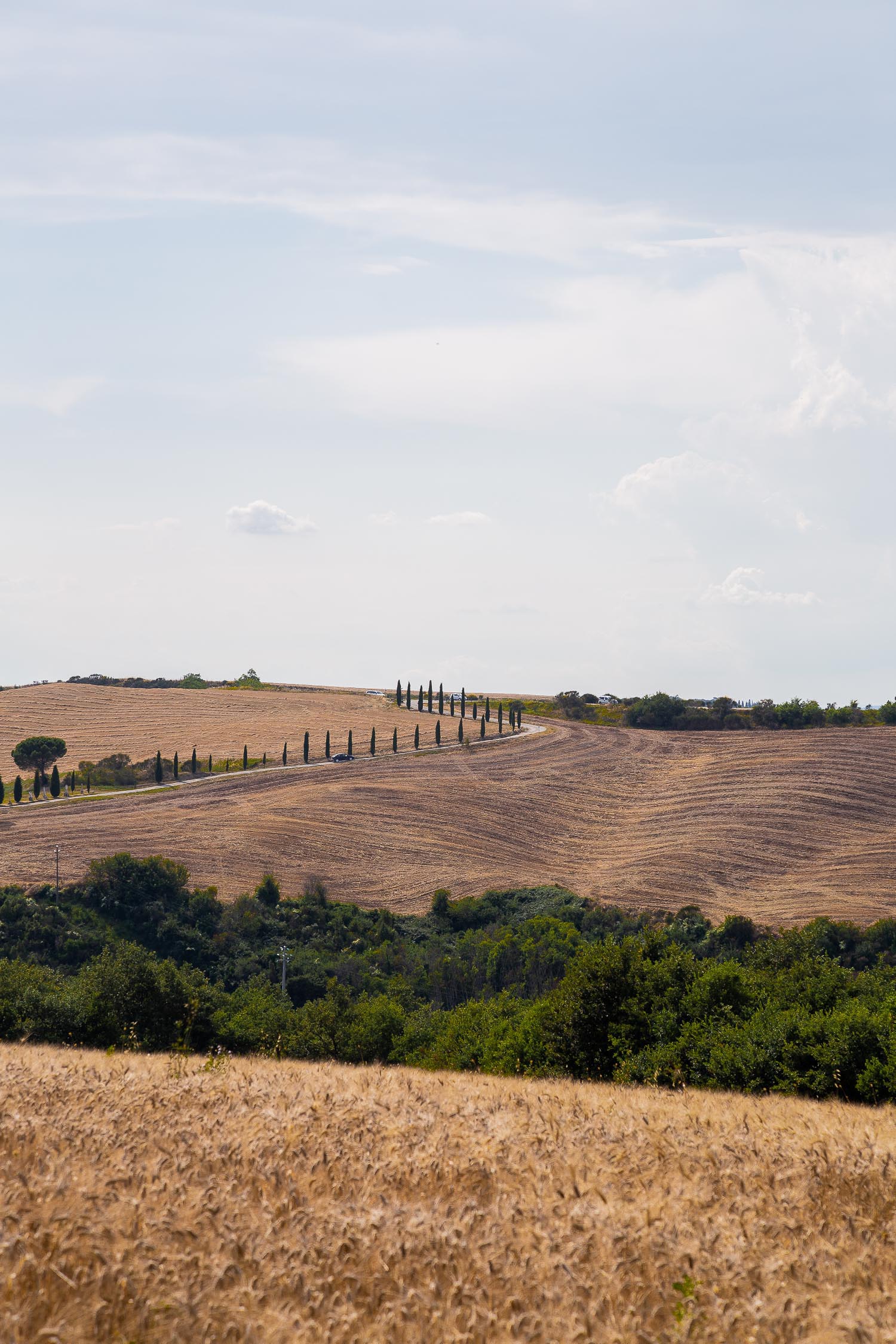 Tuscany-Cypress-Road.jpg