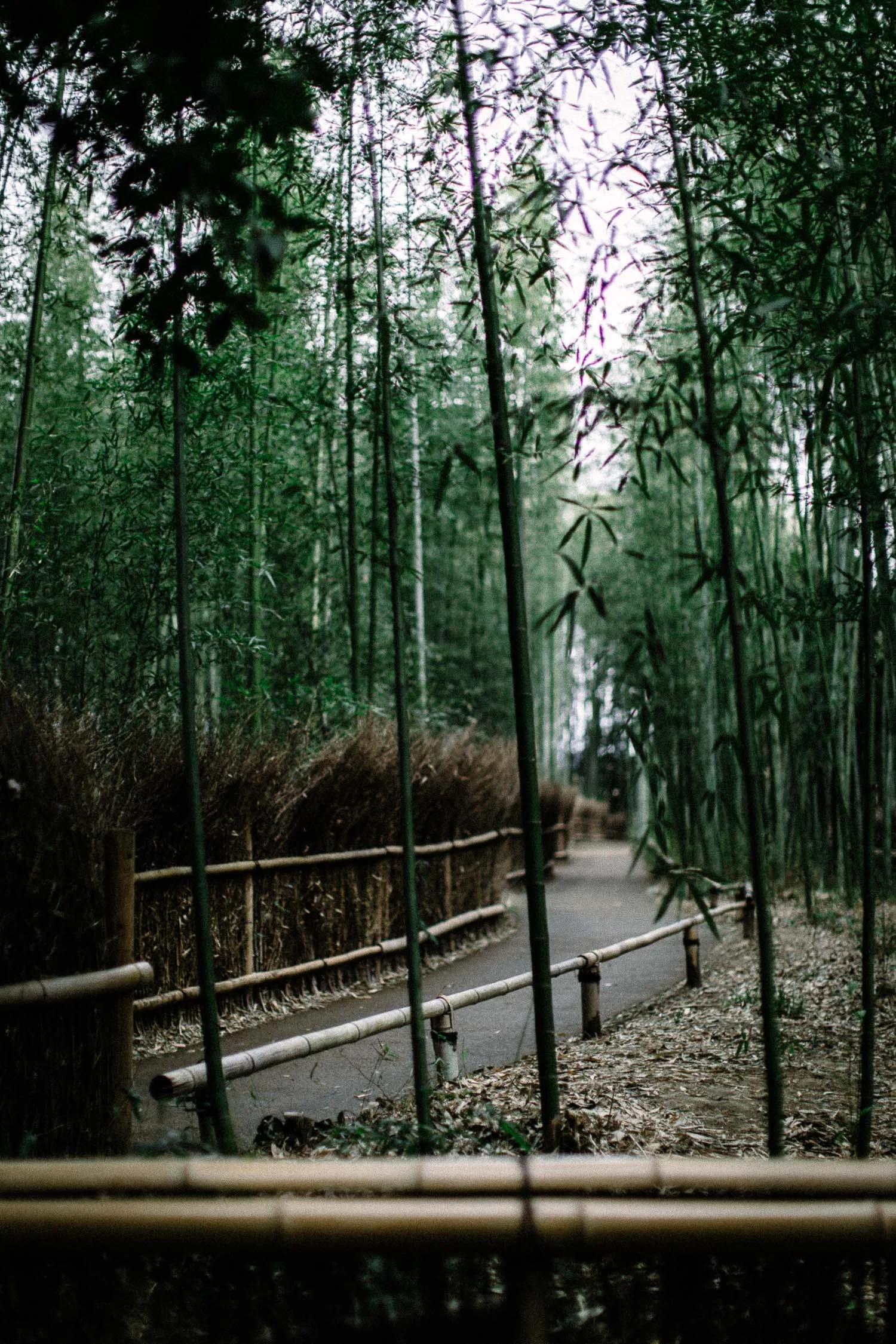 Bambu-Forest-Kyoto-Japan.jpg