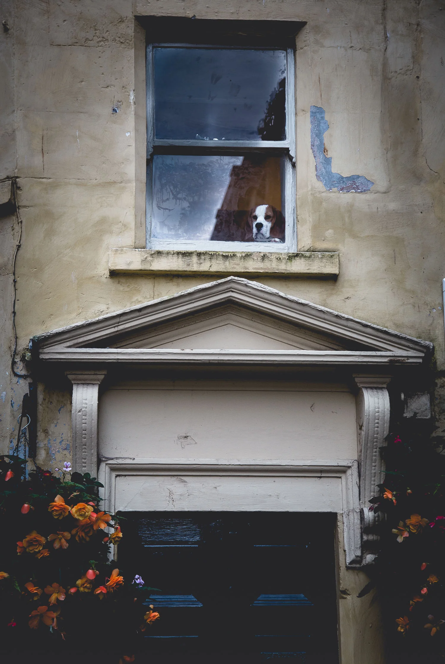 Bath-England-dog-looking-thorugh-the-window.jpg