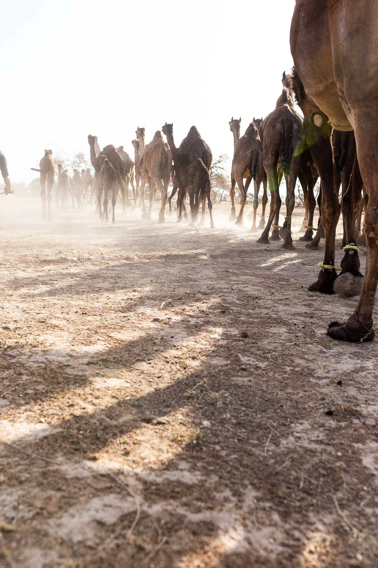Camels-walking-desert-India.jpg