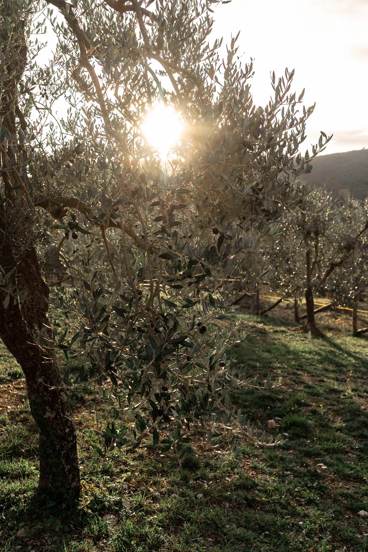 Olive-trees-Tuscany-Italy.jpg