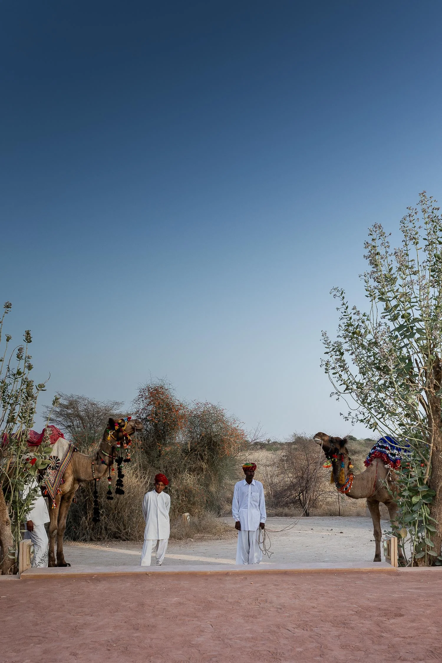 Camels-waiting-outside-the-Serai-Jeisalmer-India-1780.jpg