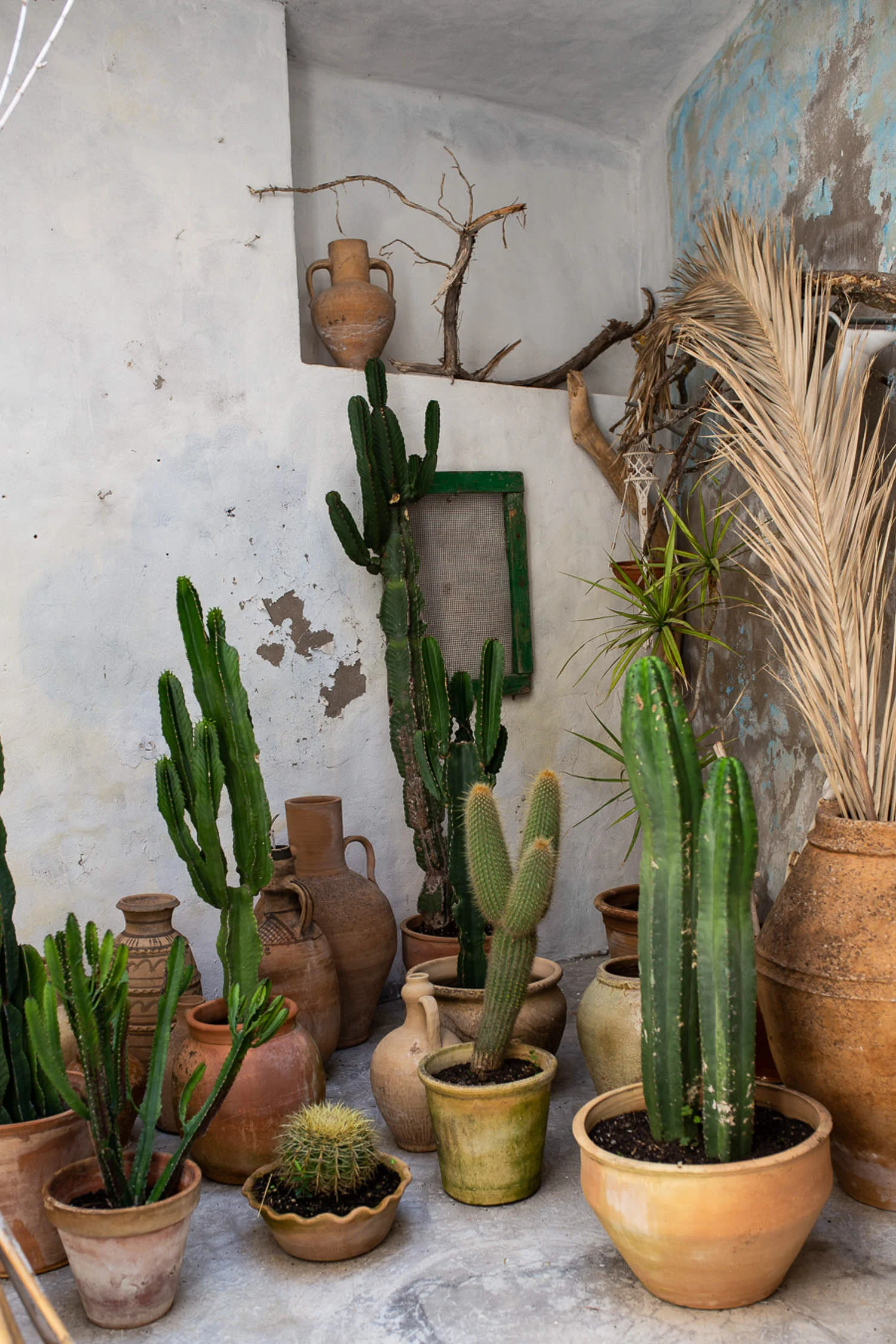 Cactus-vases-Mallorca-Spain-1138.jpg