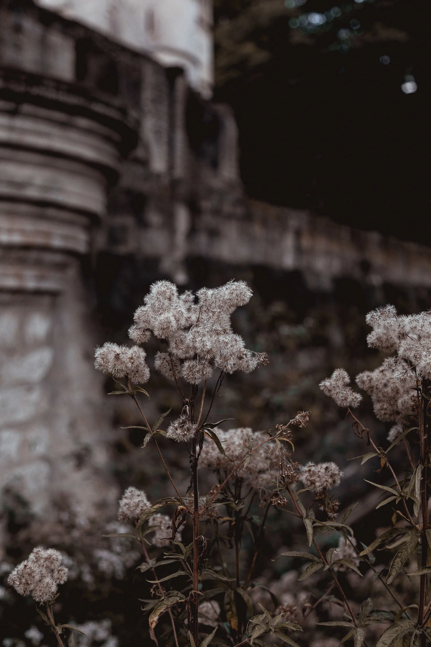 Chateau-garden-wild-flowers-6458.jpg