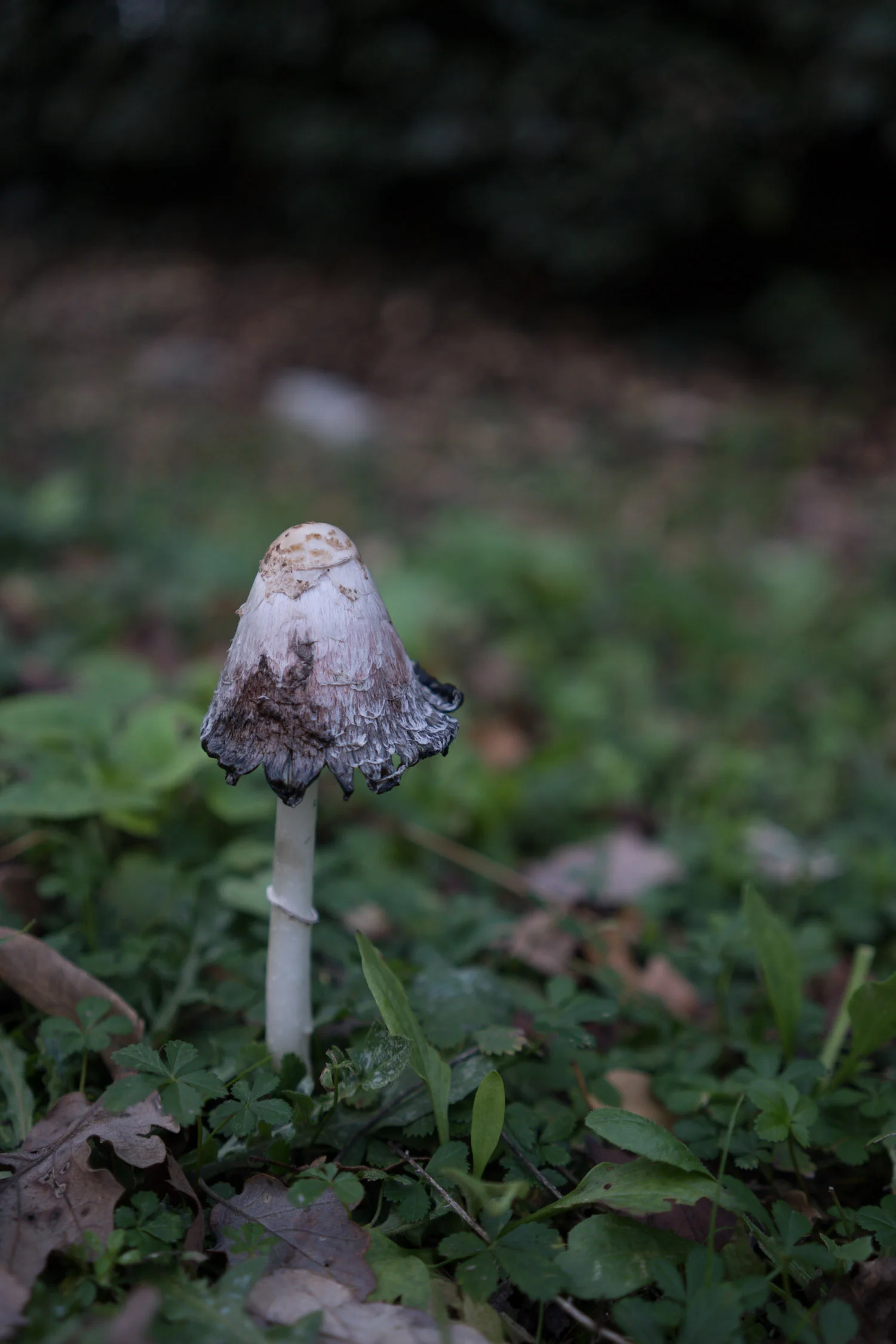 Mushroom-02494.jpg