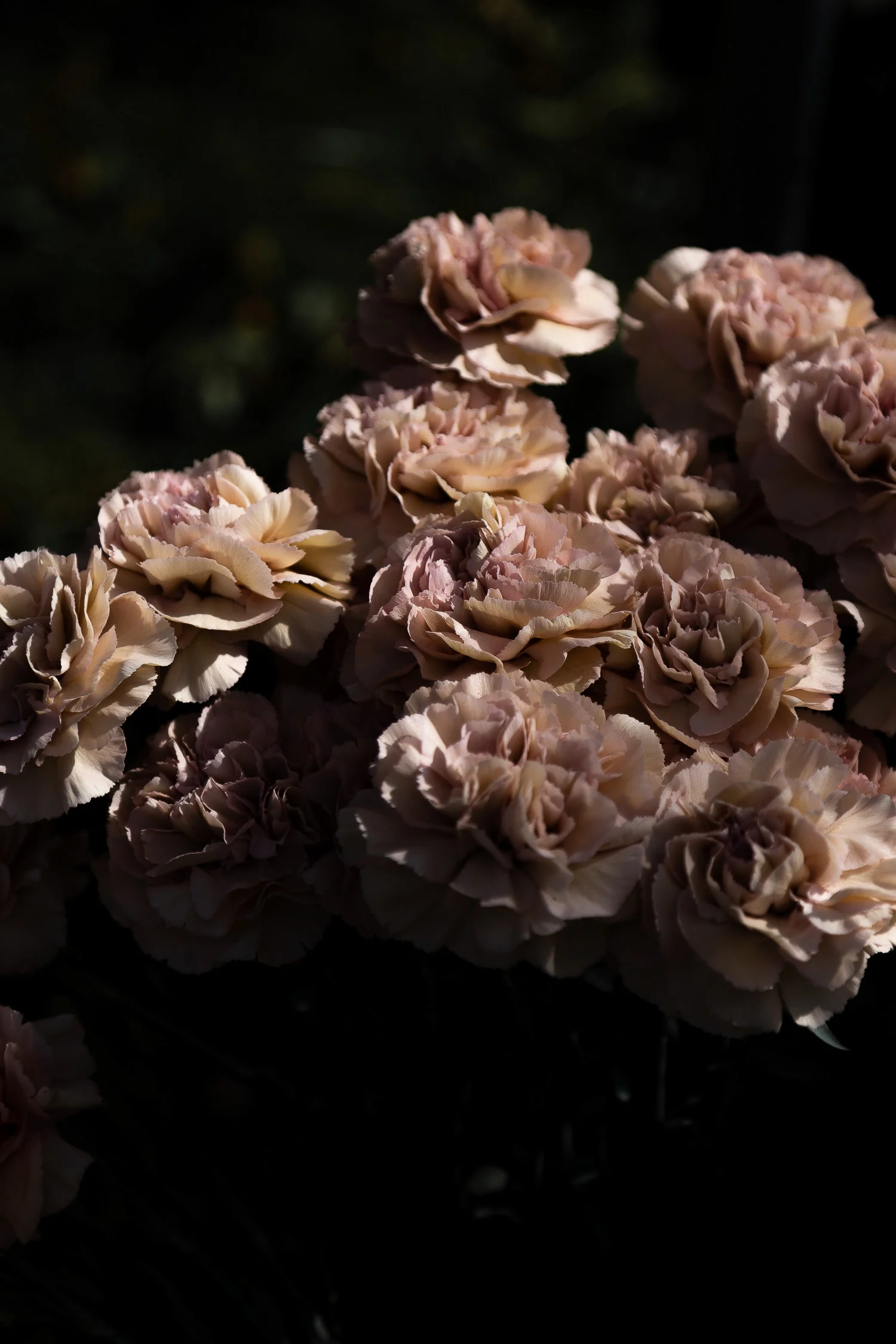 Rosa-Antico-Roses-6353.jpg
