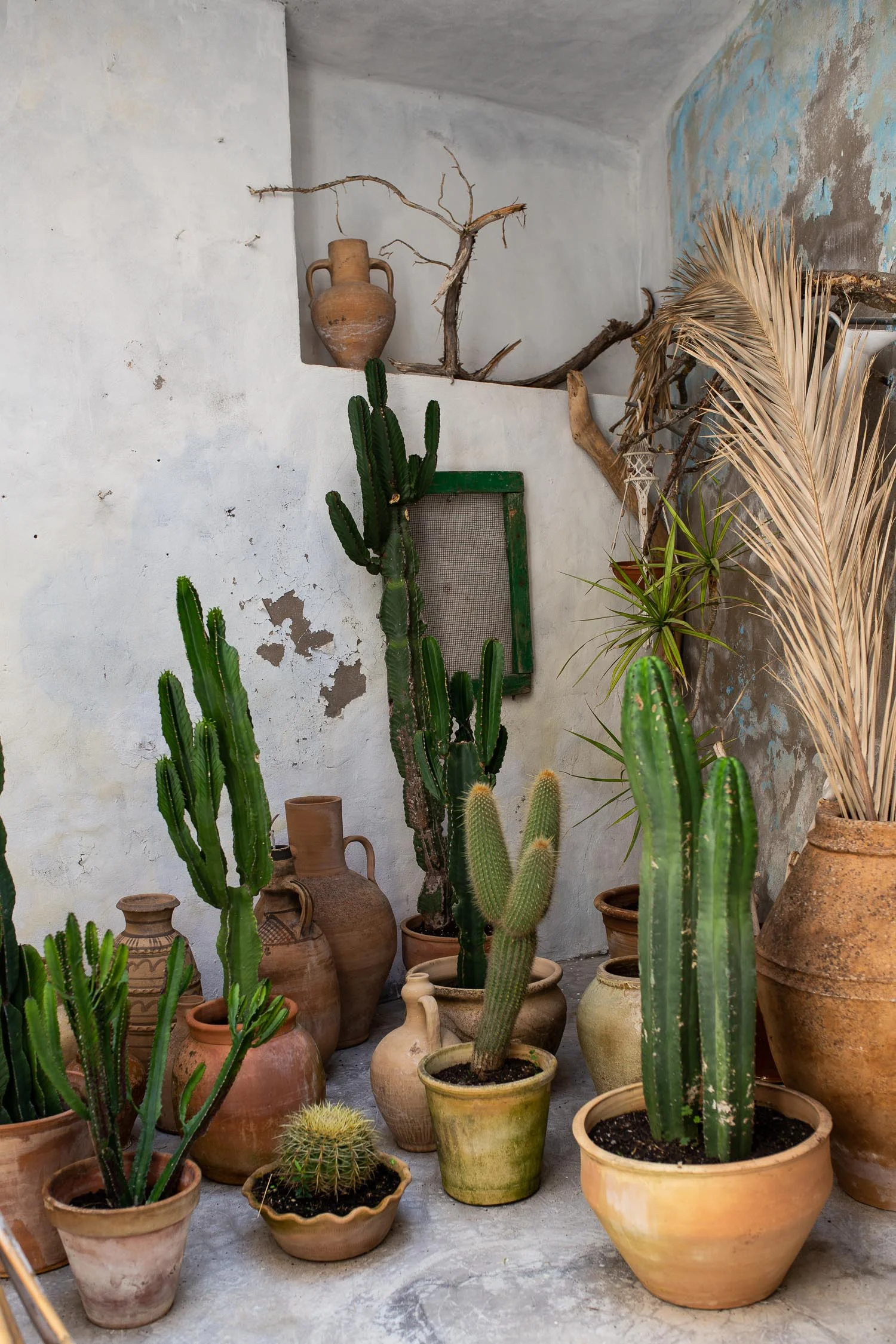 Cactuses-Mallorca-1138.jpg