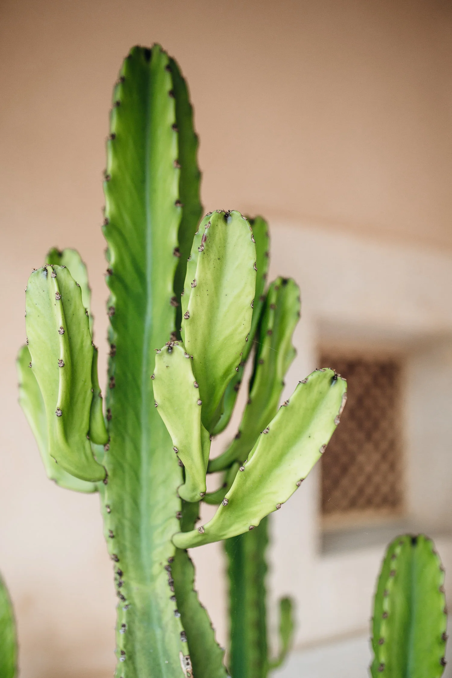 Cal-Reiet-cactus-detail-on-pink-wall-Mallorca-1350.jpg