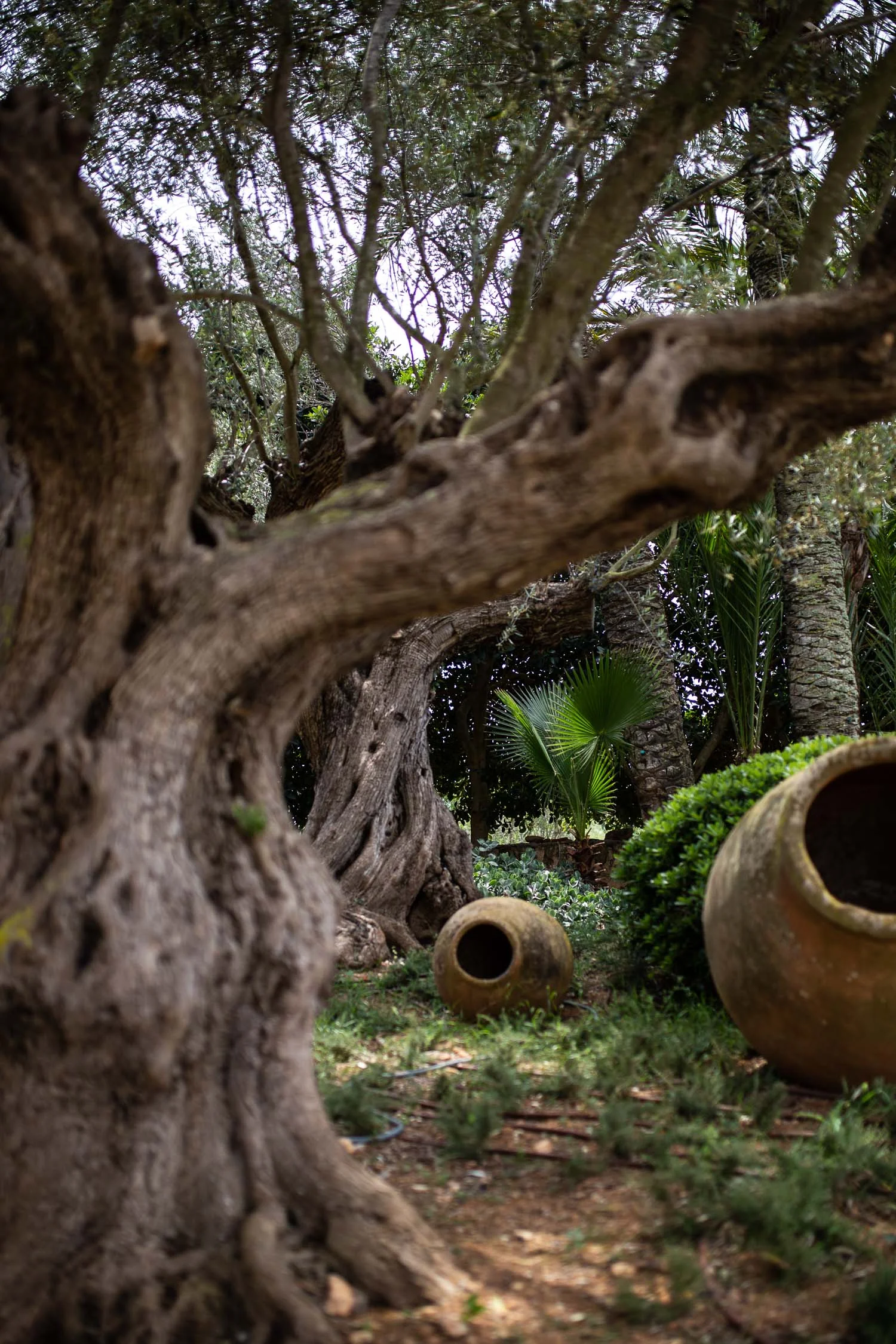 Cal-Reiet-garden-Mallorca-1209.jpg