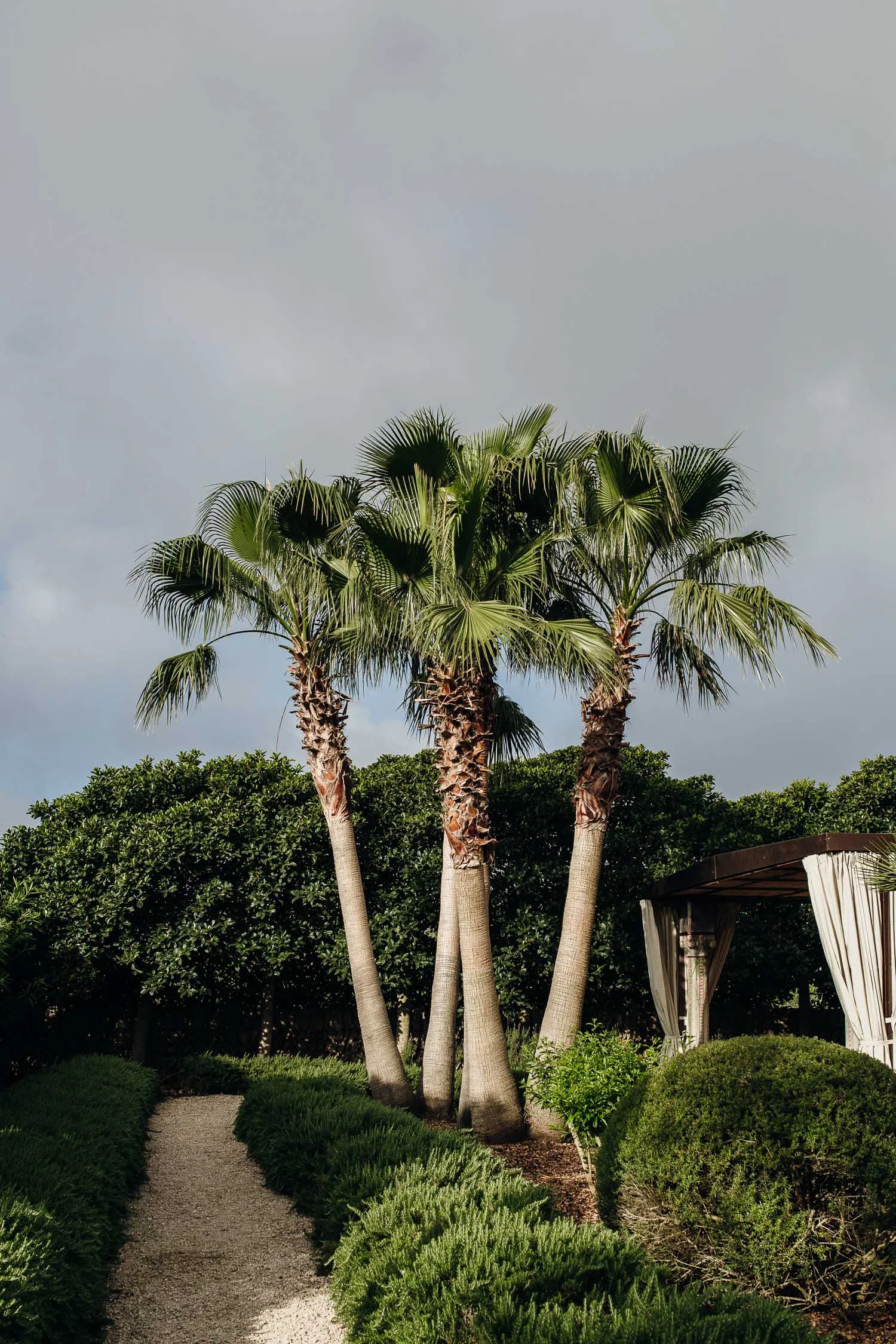 Cal-Reiet-palm-trees-Mallorca-1338.jpg