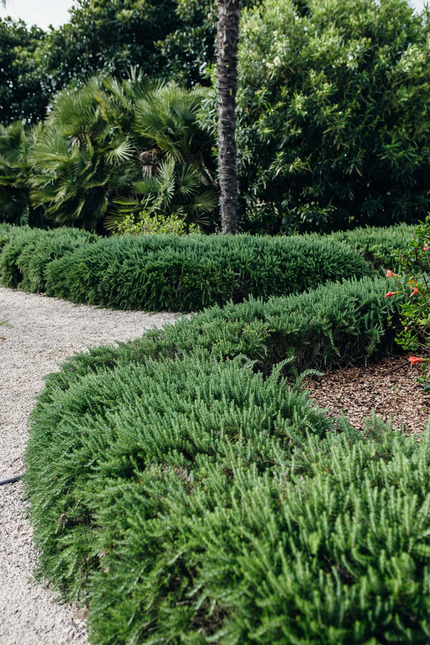 Cal-Reiet-rosemary-hedge-Mallorca-1333.jpg