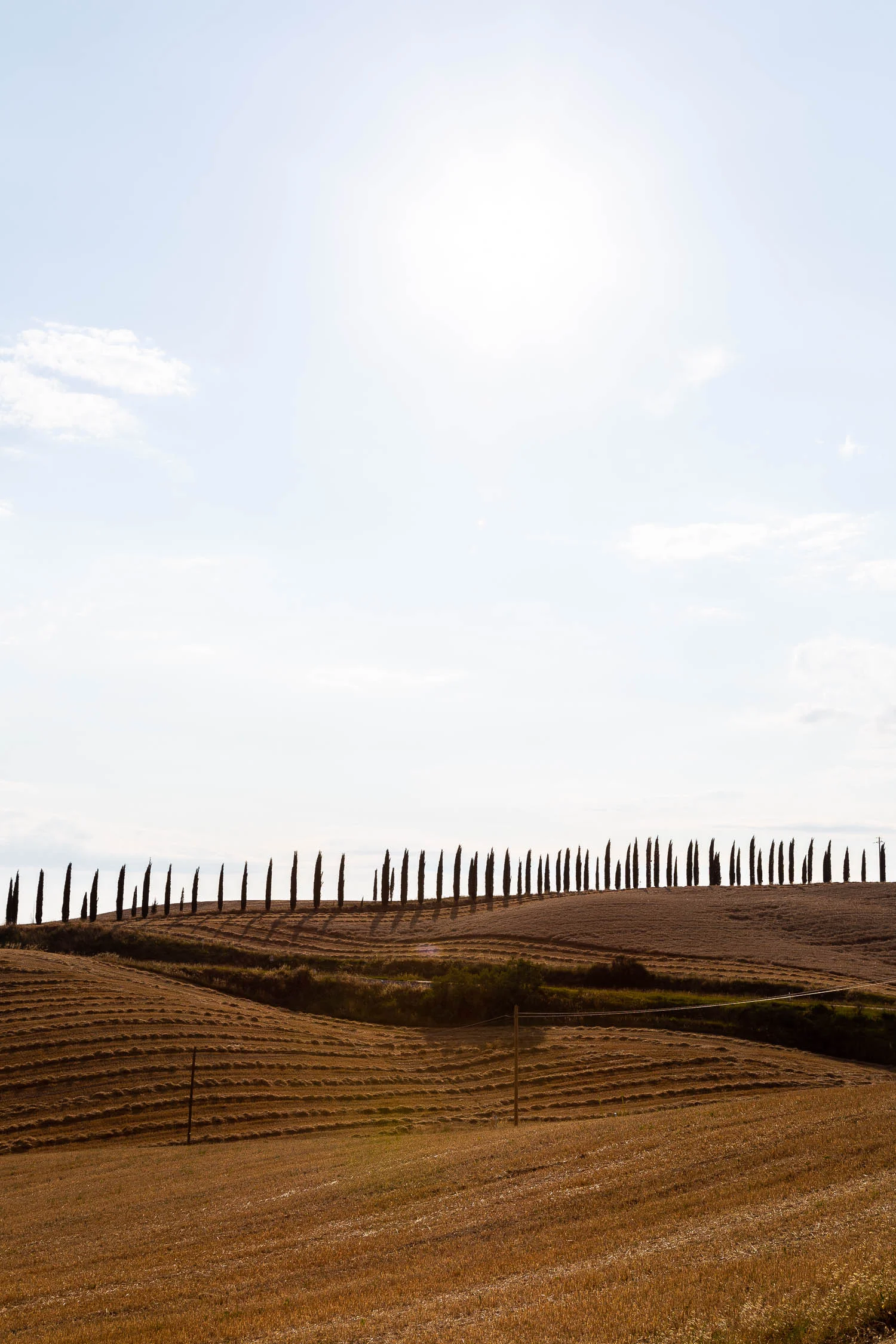 Tuscany-cypresses-on-the-horizon-5291.jpg