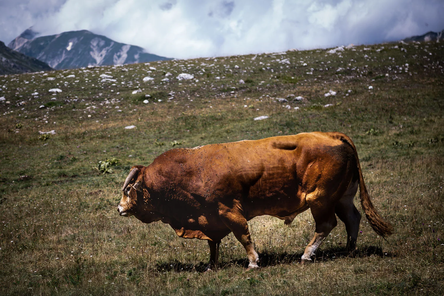 Bull-Grazing-Campo-Imperatore-Gran-Sasso-Abruzzo-5714.jpg