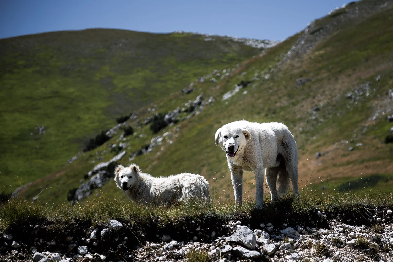 Wild-Dogs-Campo-Imperatore-Gran-Sasso-Abruzzo-5716.jpg