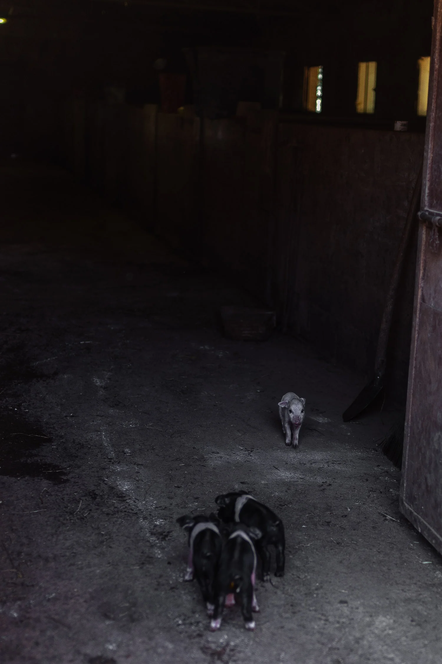 Tuscany-baby-pigs-4569.jpg