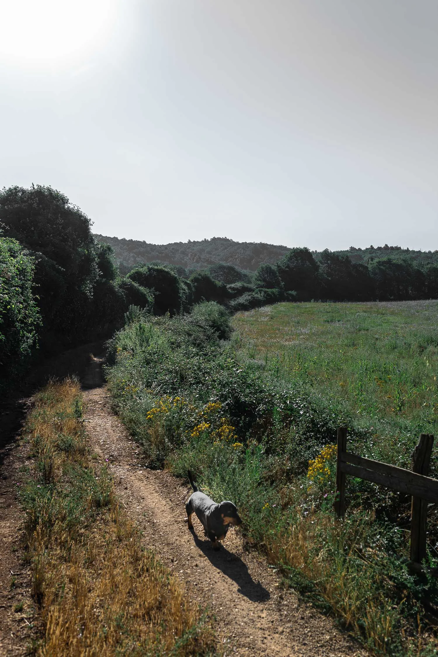 Tuscany-country-road-dog-walk-4433.jpg