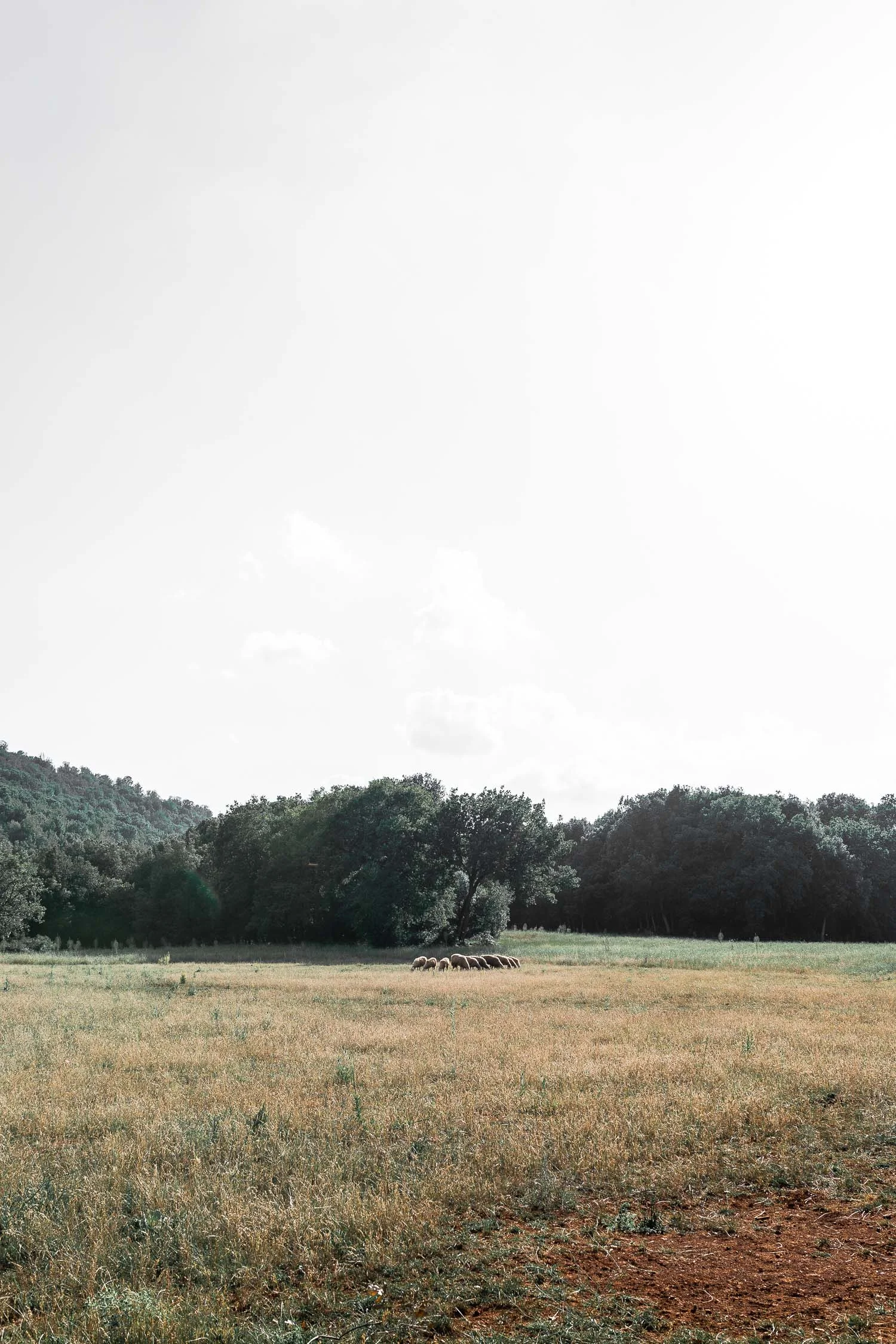 Tuscany-countryside-4113.jpg
