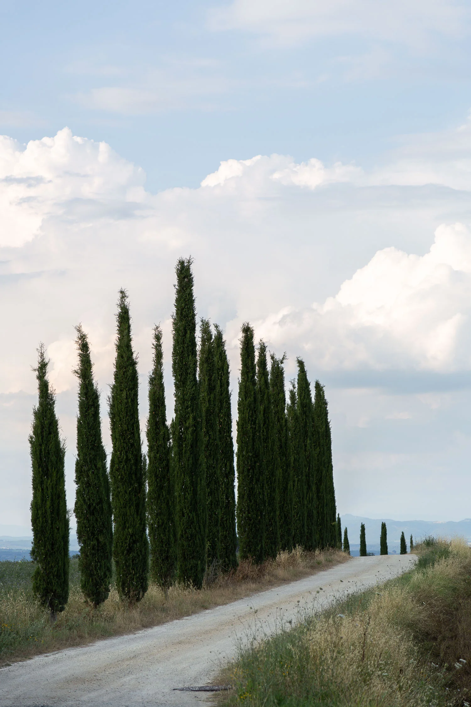 Tuscany-cypresses-5299.jpg