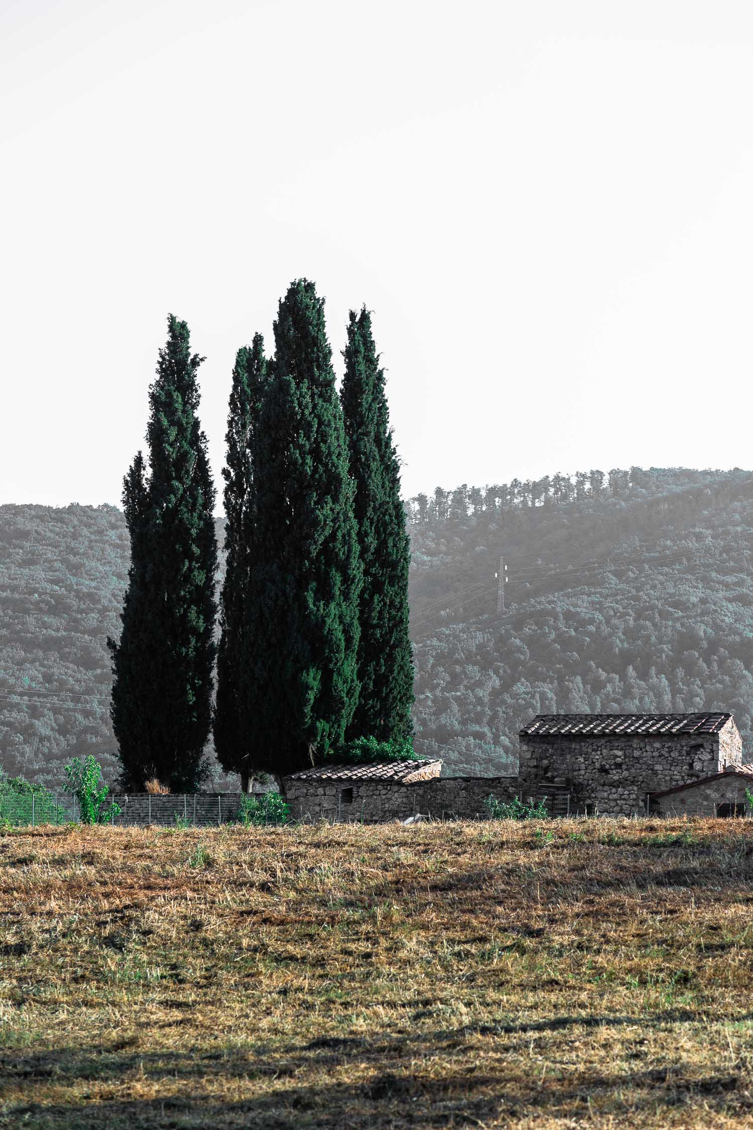 Tuscany-cypresses-landscape-4233.jpg