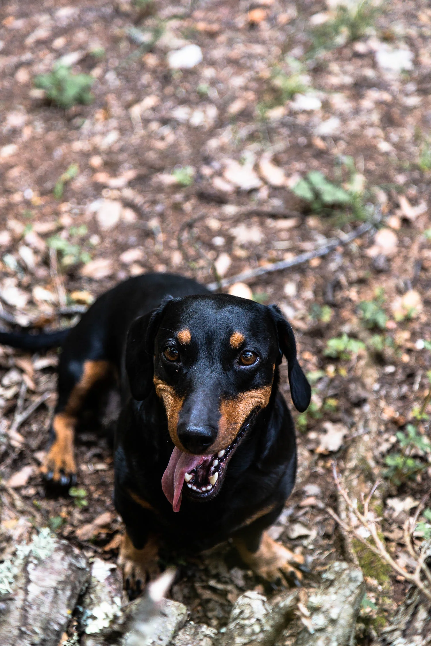 Tuscany-dachshund-4200.jpg
